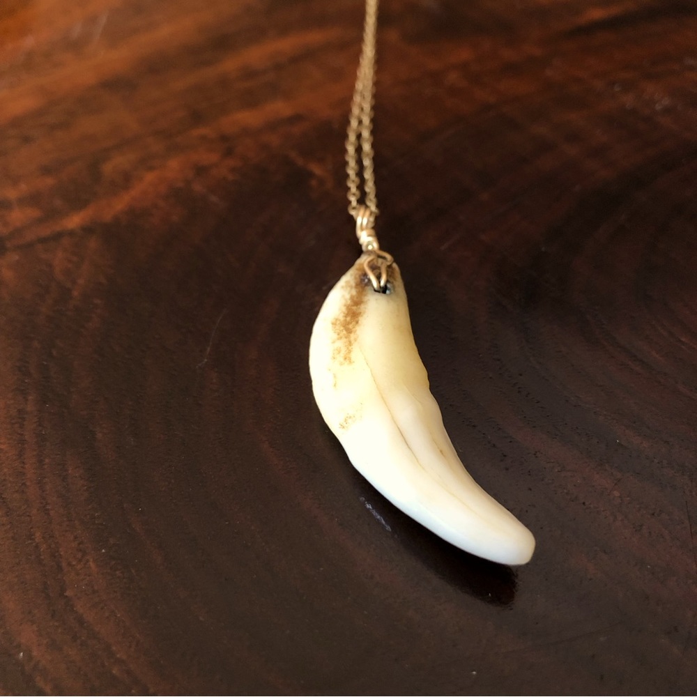 MODERN ARTIFACTS Wolf Tooth Necklace on Gold Filled Chain